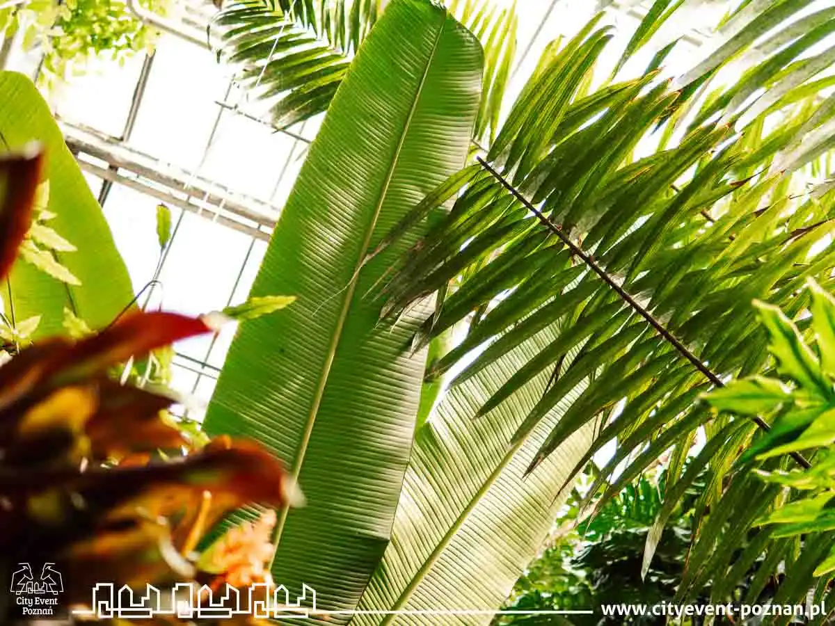 Survival w Palmiarni 2025-10