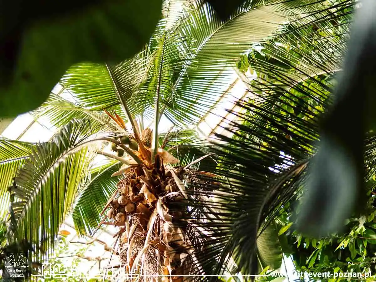 Survival w Palmiarni 2025-15