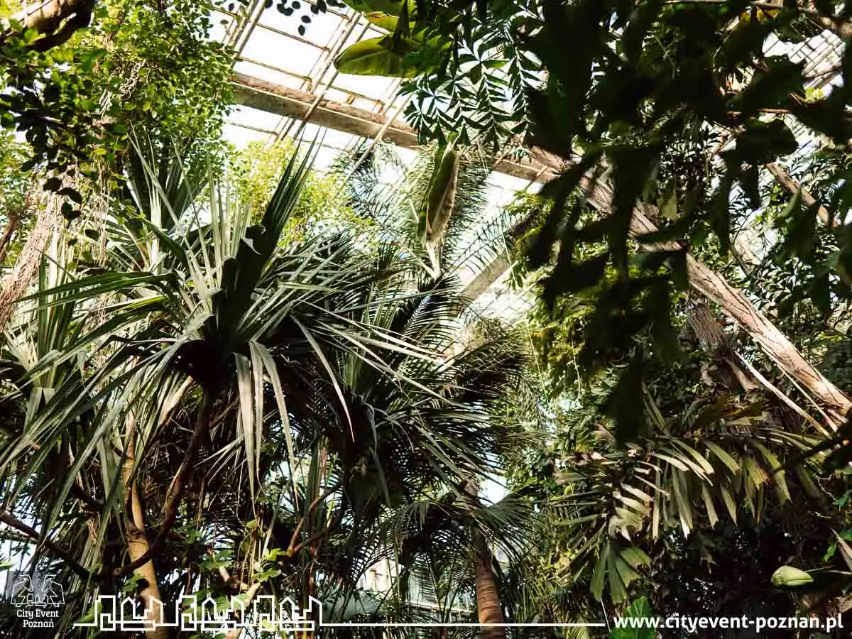 Survival w Palmiarni 2025-4