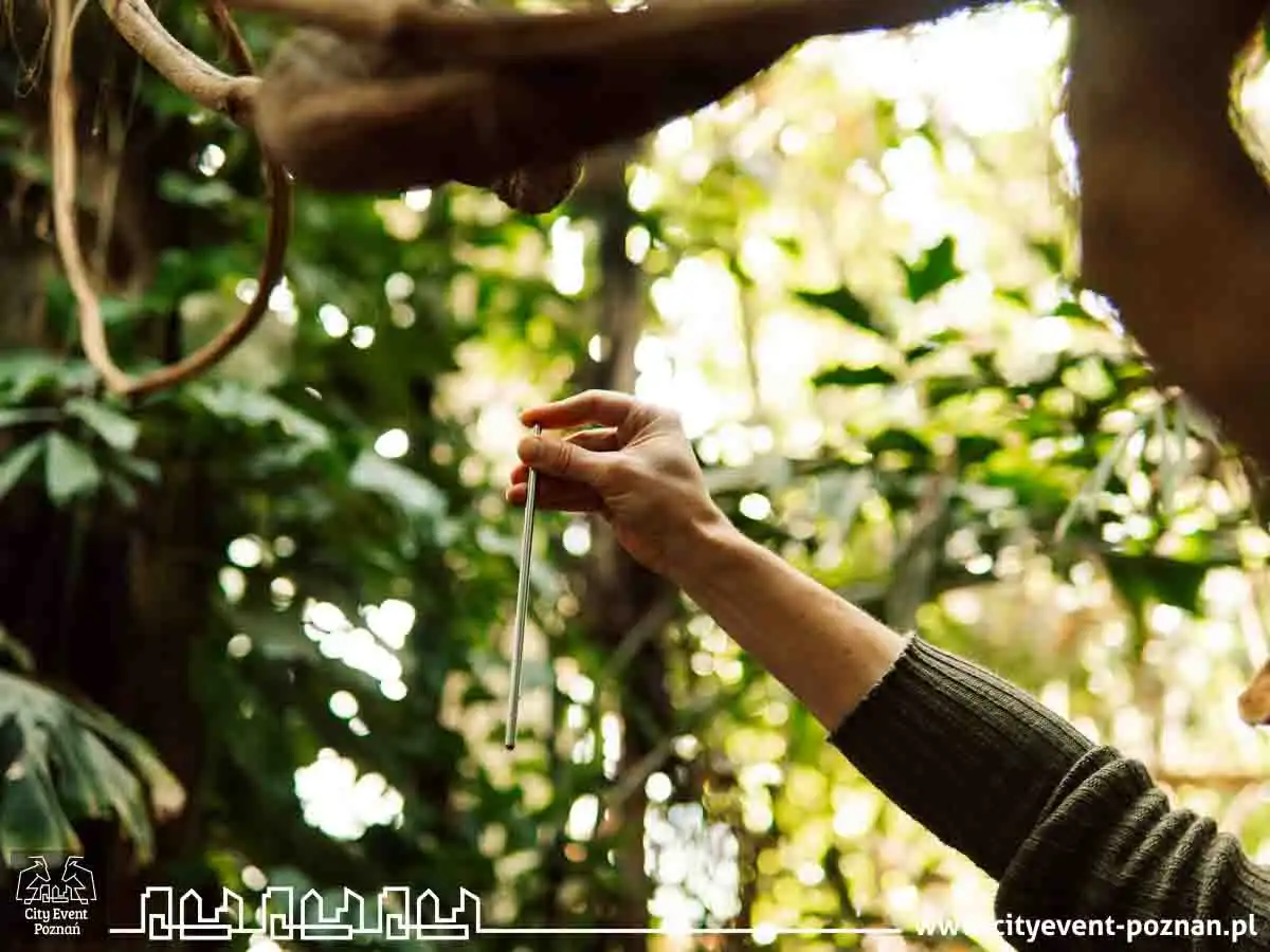 Survival w Palmiarni 2025-5