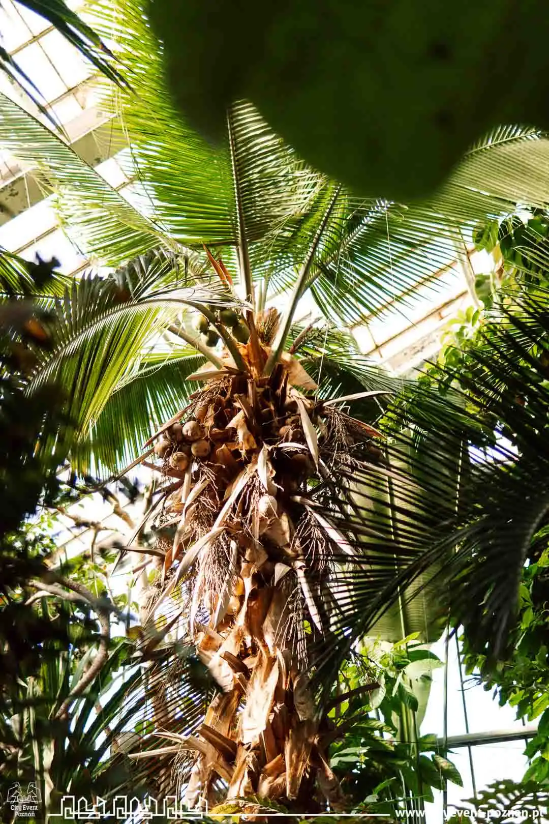 Survival w Palmiarni 2025 mob-12