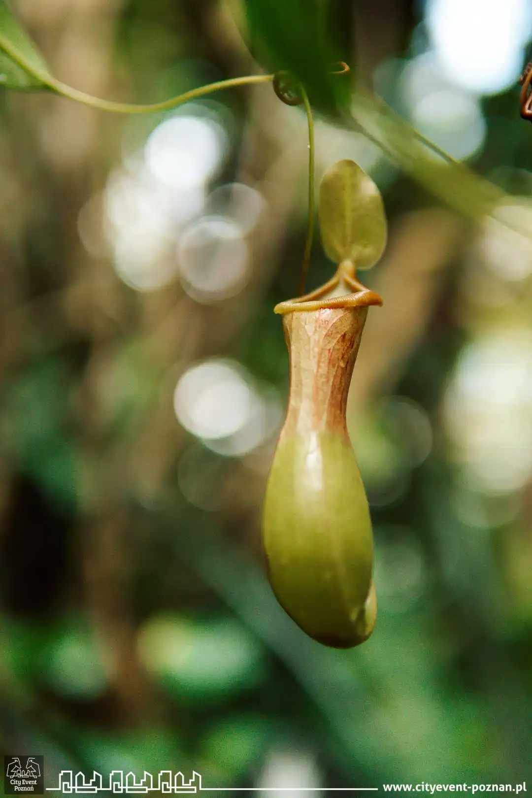 Survival w Palmiarni 2025 mob-14