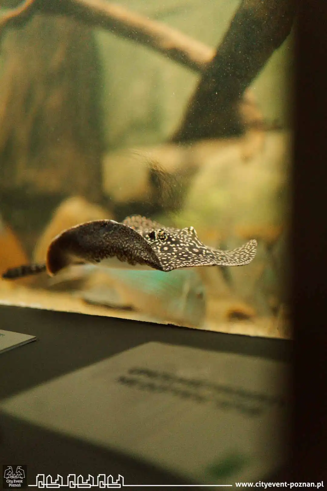 Survival w Palmiarni 2025 mob-16